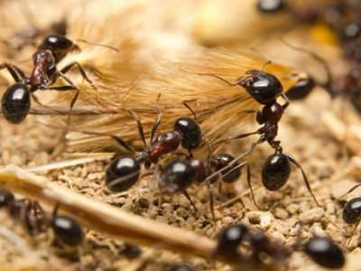 fourmis