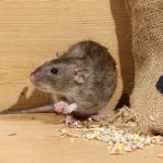 rat-souris