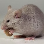 souris-rats